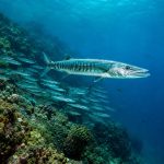 Feroce pesce tropicale: il barracuda tra grandi banchi, predazione e incontri con l’uomo